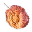 https://forouno.mx/wp-content/uploads/2020/11/small_leaf_02.png